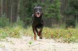 BEAUCERON 389